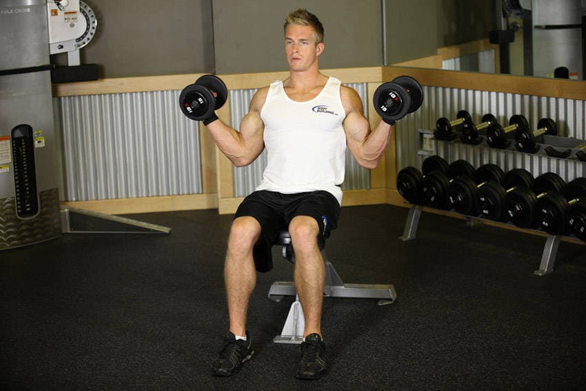 Seated Dumbbell Inner Biceps Curl, position 2 of 2